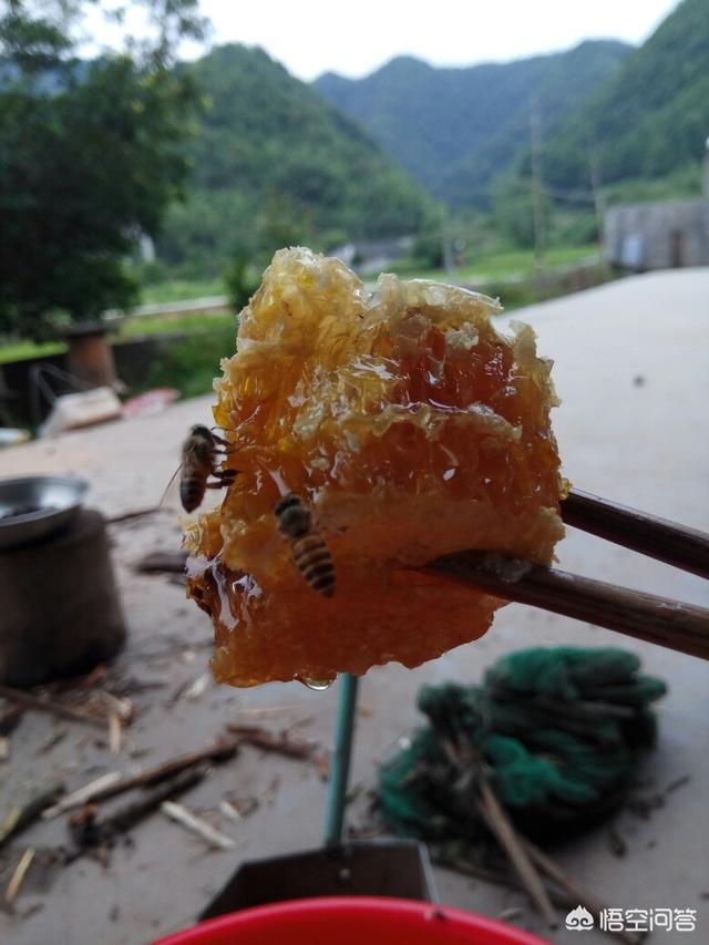 蜂蜜<a href=https://maguai.com/list/256-0-0.html target=_blank class=infotextkey><a href=https://maguai.com/list/256-0-0.html target=_blank class=infotextkey>朋友圈</a></a>:什么样的蜂蜜才是真的纯蜂蜜，如何鉴别？
