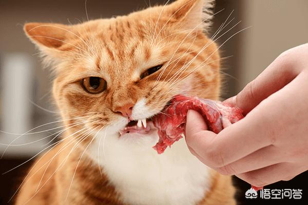 有鱼猫粮:捡到了一只可爱的小猫，不过不肯吃猫粮也不肯吃鱼，该咋办呢？