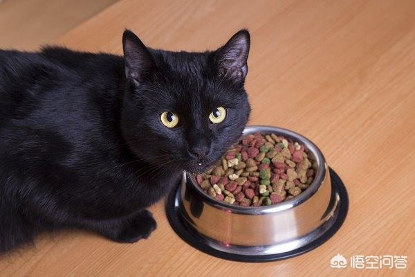 有鱼猫粮:捡到了一只可爱的小猫，不过不肯吃猫粮也不肯吃鱼，该咋办呢？