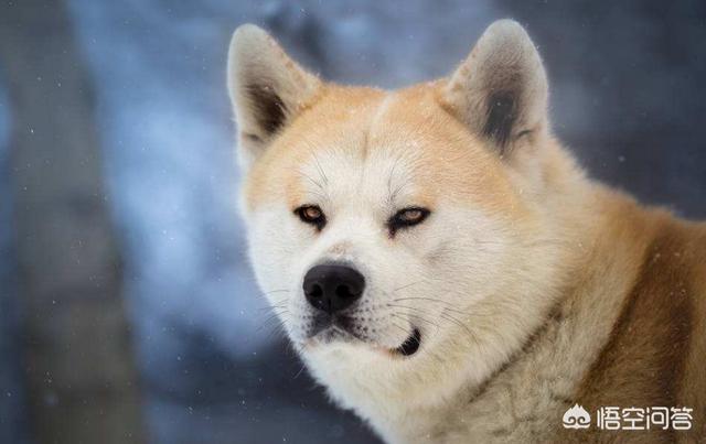 秋田犬性格大揭秘:如何区分柴犬与秋田犬的区别？