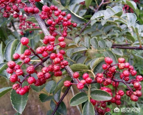 厨房中药香料的固定搭配都有哪些？