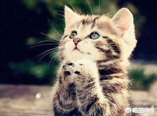 虐猫事件:虐猫的人，是一种什么样的心理？
