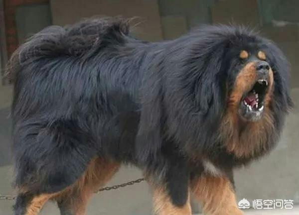 最新的藏獒打架视频:野生藏獒能打过非洲鬣狗吗？为什么？