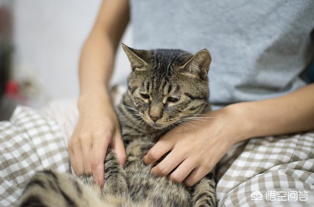 救援猫:流浪猫掉了小区的井里面，物业不管，应该找哪里求救？