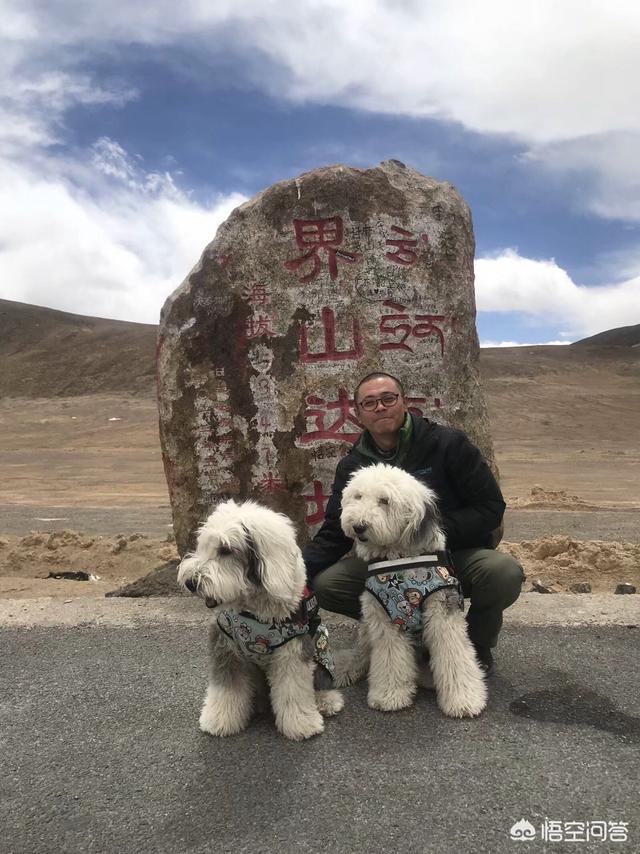 古牧狗雅安:带着狗狗去西藏，狗狗会有高原反应吗？有何依据？