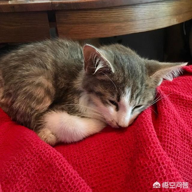 健康猫:健康的猫会得猫鼻支吗，健康的猫会不会得鼻支呢？