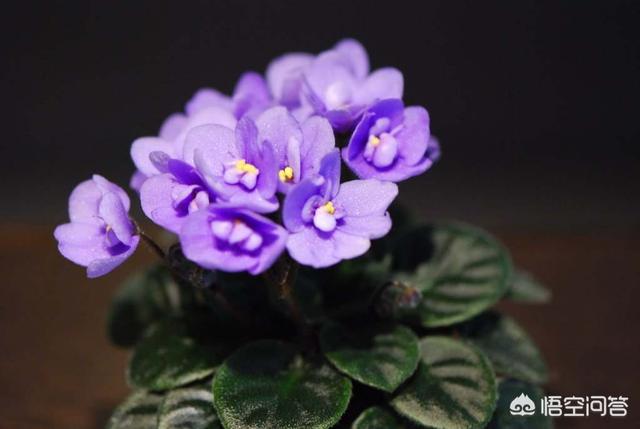 非洲堇一盆能栽多棵吗:盆栽种植非洲堇，需要注意什么？