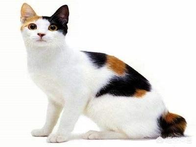最萌的猫咪品种排行，曼基康猫第一，布偶猫第三