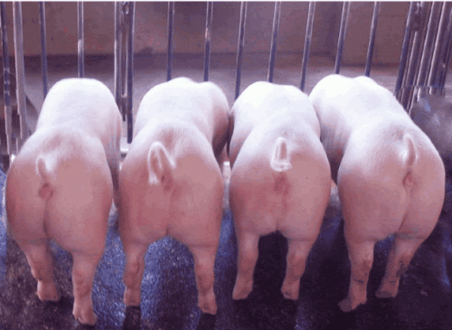 非洲猪瘟怎么应对