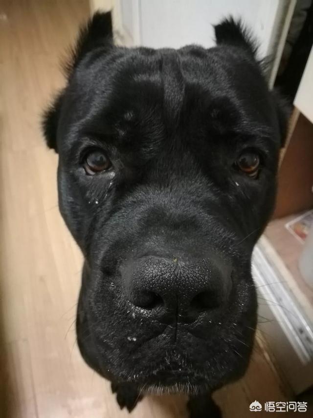 杜高犬打猎视频和比特谁厉害:杜高犬真的可以猎杀美洲狮吗？