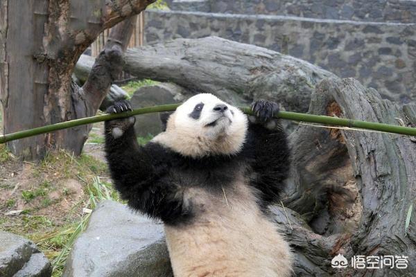 胡一天赵樱子恋情:有没有哪些动漫让你看了有想恋爱的感觉？