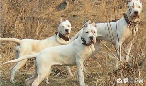 美国斗牛犬与藏獒:全球有哪些狗打得过藏獒？为什么？