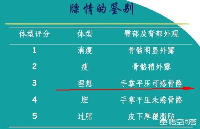 空怀:对于空怀母猪需要怎样去进行饲养和管理？求技术指导？