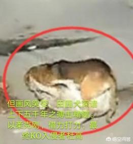 土狗大战杜高犬视频:加纳利和杜高犬相比，谁的战斗力更强一些？为什么？