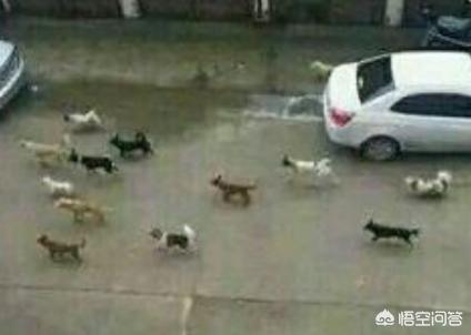 萌宠狗狗图片大全:你觉得哪些狗比较会打群架？