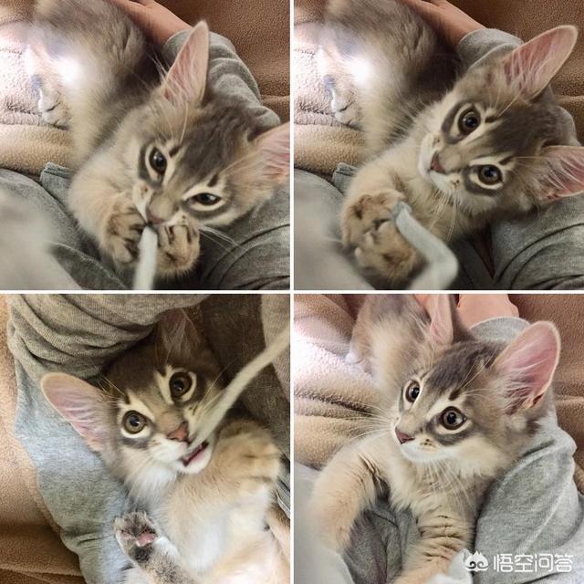 疯猫:当猫咪“发疯”起来，主人们该如何应对？