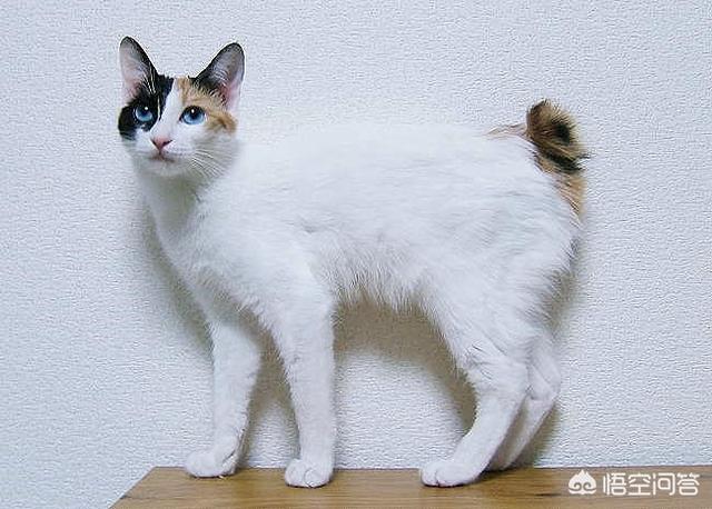 短尾猫能不能养:猫咪如果没有了尾巴，对它会有什么影响？
