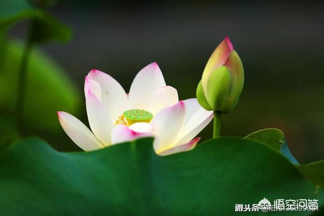 应采儿晒小儿子照:如何教出像小小春一样乐观善良的孩子