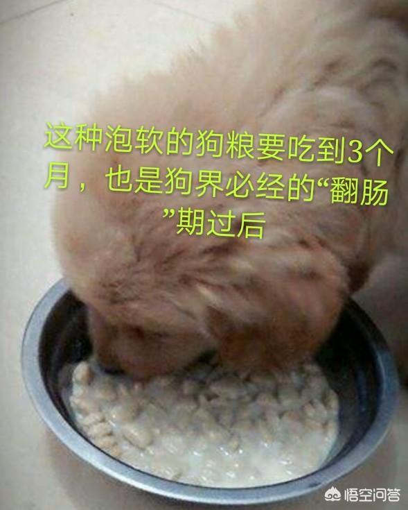 狗粮 幼犬:小狗才满月，可以吃狗粮吗？为什么？