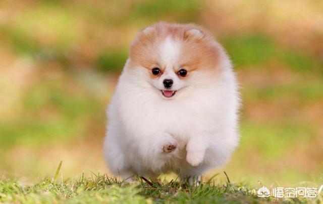 英系博美会不会有味道:博美犬应该如何饲养？需要注意什么？ 英系博美是尖嘴吗