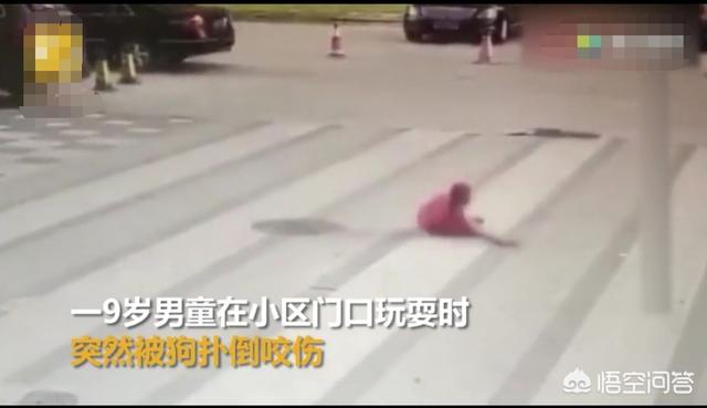2019年狗咬人事件最新:河南鹤壁一儿童被狗活活咬死，涉案犬主人被刑拘，你怎么看？
