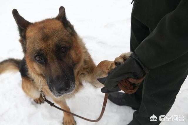 珍岛狗一号警戒令:《红色警戒》里的军犬一口能咬死一个人，有夸张吗？