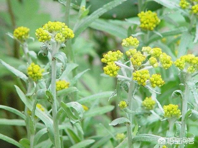 前景草:前景草哪个最好看 农户种植鼠曲草市场前景如何？