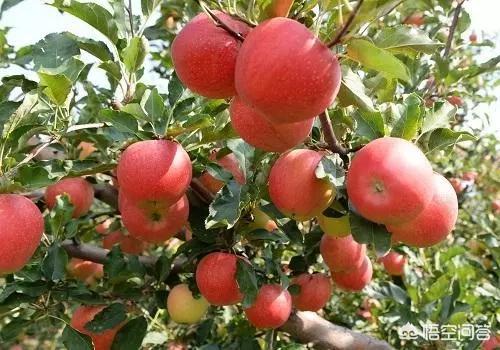 全国每四个平安果就有一个来自陕西，为什么说陕西苹果甲天下？
