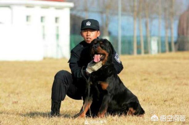警犬来了:警犬来了剧情介绍 我们常见的警犬是哪些狗狗？