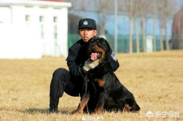 适合家养的警卫犬:想养一只看家犬，有什么好的推荐？