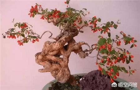 枸杞树图片:枸杞树怎么移植？多长树龄的枸杞树移植最好？