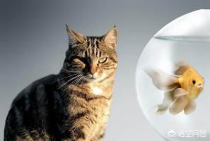 猫吃鱼图片:都知道，吃鱼食会有鱼刺，那么猫吃鱼，会被鱼刺卡住吗？