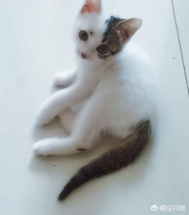 猫咪睡觉时为什么把身体卷成团:为什么有些猫咪睡觉时要把身体团成一个球？