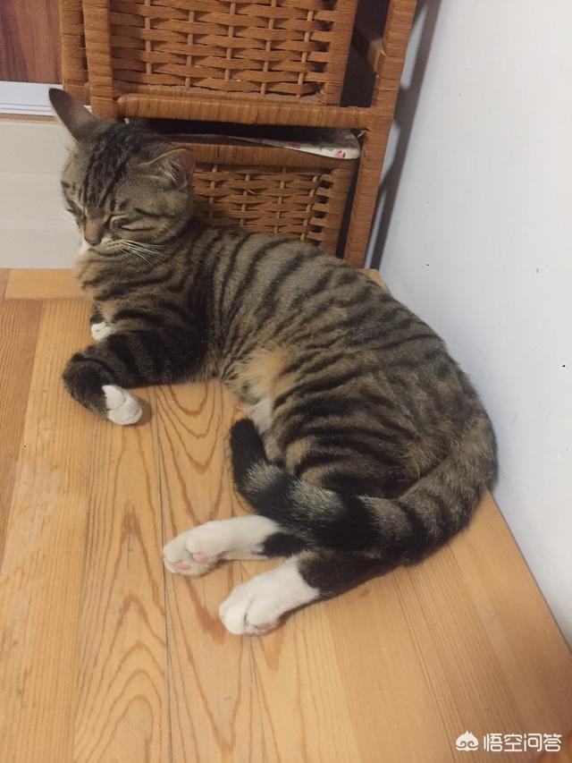 猫咪睡觉时为什么把身体卷成团:为什么有些猫咪睡觉时要把身体团成一个球？