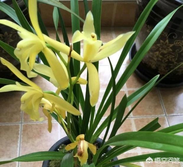 头条问答 兰花开始长苞了要怎么养 23个回答