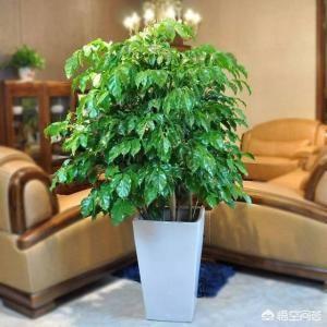 绿宝树 蚜虫:种植绿宝树需要注意什么？