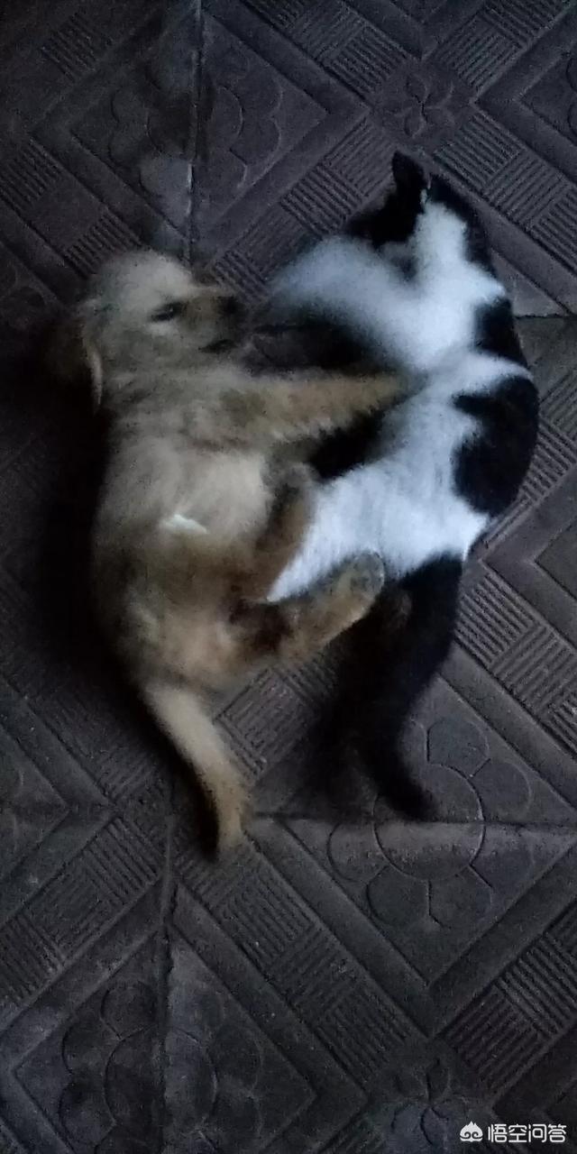 金毛寻回犬能吃肉吗:狗狗长期只吃肉，会不会缺钙？