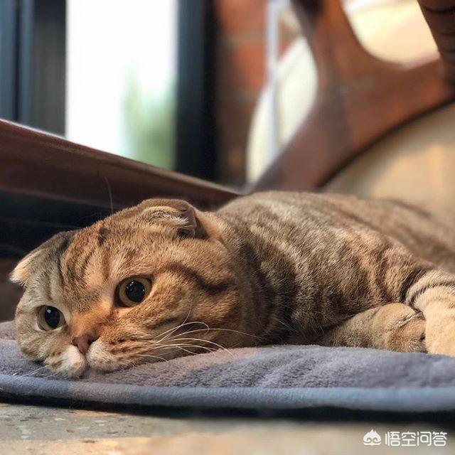 养一只电子宠物猫吧:养宠物猫，应该注意什么？一个月大概多少消费钱？