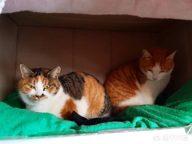 健康猫:健康的猫会得猫鼻支吗，健康的猫会不会得鼻支呢？