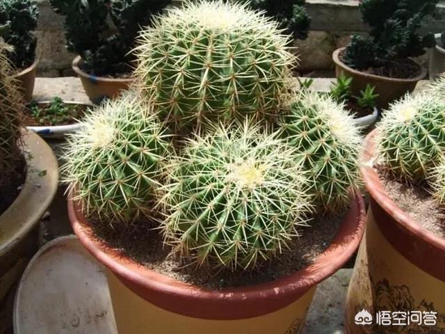 彩色仙人球怎么浇水:怎样养好一盆漂亮的金虎（仙人球）？
