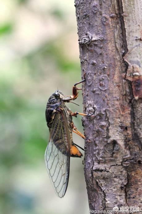 会叫的知了是公还是母
