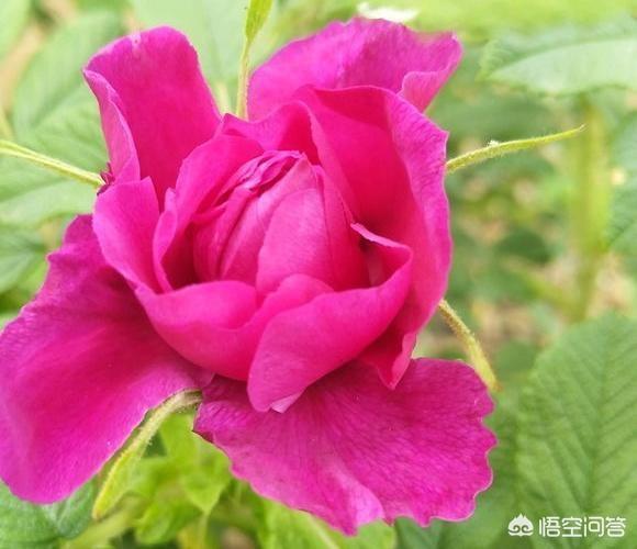 哪些植物相克不能一起种？