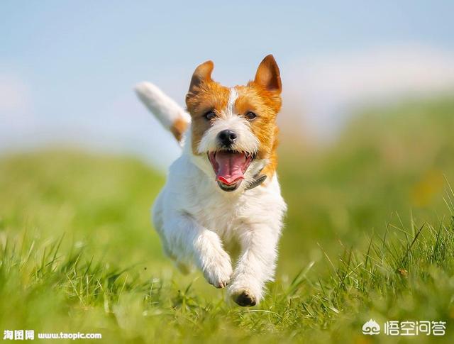 金毛犬吧:饲养金毛犬，一定要了解那些事？ 金毛犬价格
