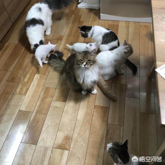 深圳猫领养:养只猫大概要花费多少钱呢？
