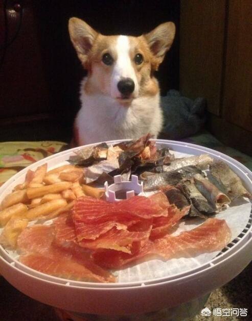 狗吃什么对毛好:贵宾犬吃什么食物可以美毛？