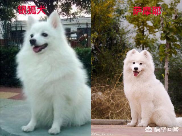 日本银狐犬体重:银狐犬和萨摩耶最大的区别是什么？ 银狐犬体重年龄对照表