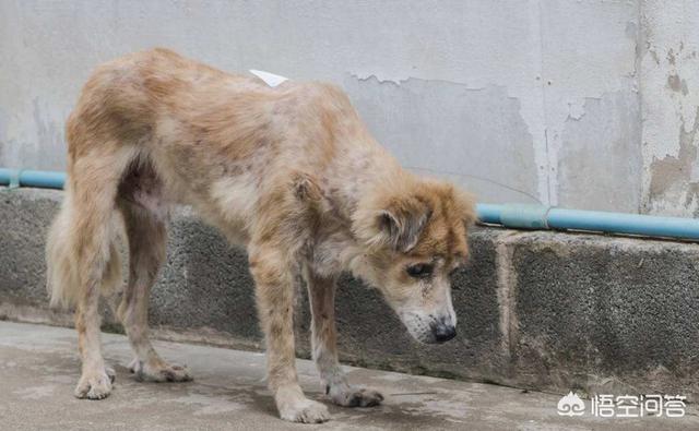 流浪狗和流浪猫好句子:流浪猫、流浪狗两者哪一个更讨人厌？