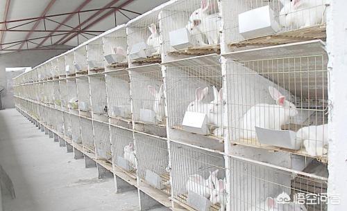 兔子养殖业怎么样未来的发展前景如何
