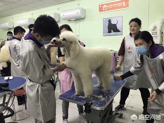 上海宠物美容师吧:在上海怎么学习给狗狗美容？