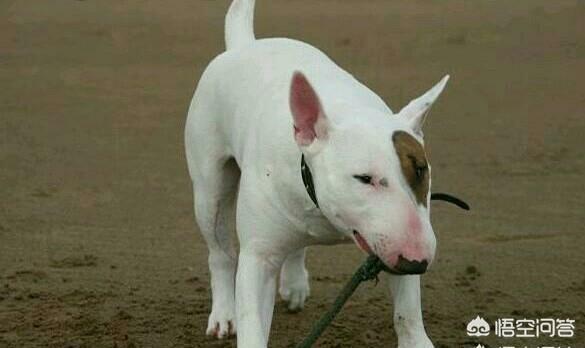 多地出台养犬规定引热议:有人说，城市必须禁止养犬！你怎么看？